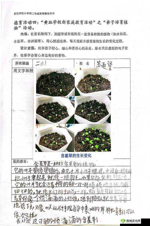 含羞草的茎早晚上的特点：奇妙的变化规律
